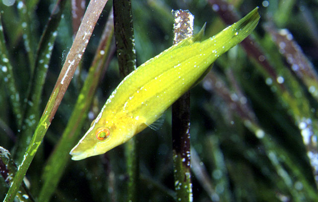 Symphodus rostratus (Bloch, 1791)